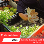 Feirinha de outono na EB de Miranda do Corvo