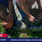 Colheita na Horta Biológica da Escola José Falcão